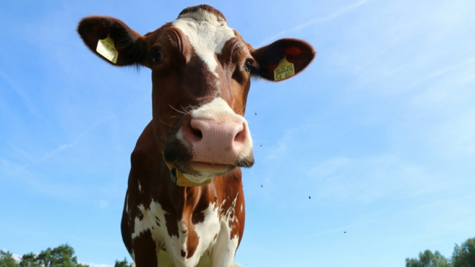 Milcherzeuger kritisieren zu niedrige Preise für ihre Produkte