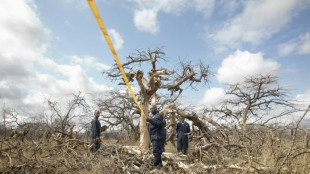 Dans sa quête d'une croissance plus verte, le Kenya mise sur les crédits carbone 