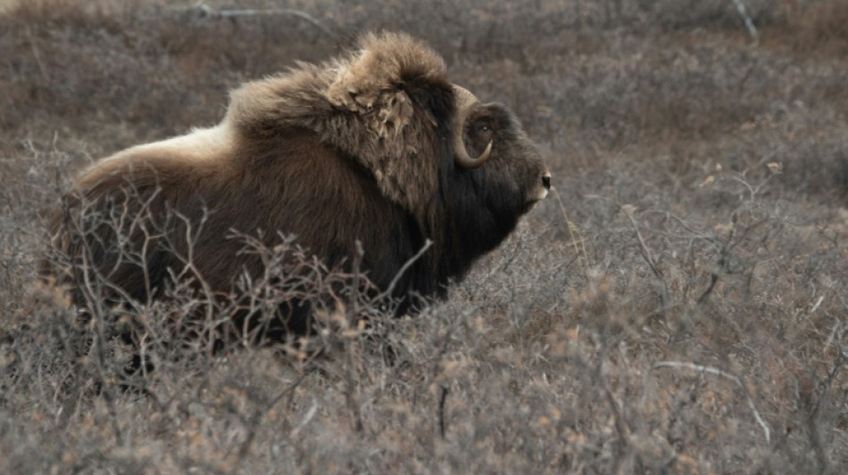 As Arctic warms, caribou and muskoxen slow biodiversity loss