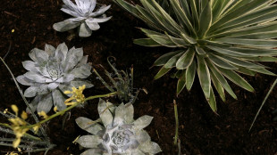 Climate, collectors blamed for S.Africa's succulents decline