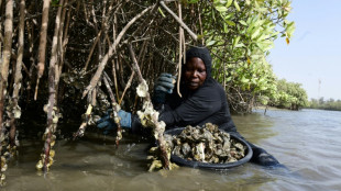 Senegal eyes economic boom in oyster farming