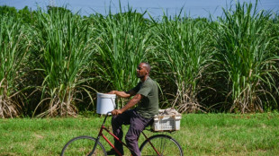 Falta de mão de obra obriga empresa açucareira a contratar presos em Cuba