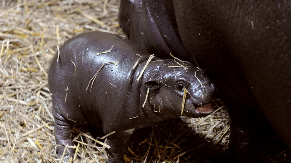 Zwergflusspferdbaby in Berliner Zoo entwickelt sich zum Internetstar