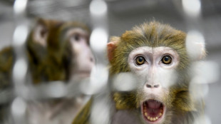 US town on alert after 43 monkeys escape research facility