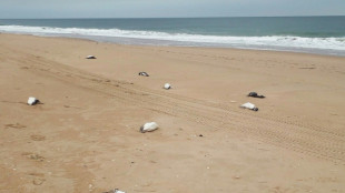 Around 2,000 penguins wash up dead on Uruguay coast