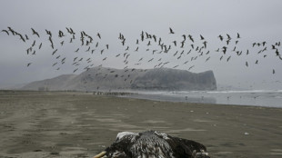 Perú, Ecuador y Venezuela en alerta por influenza aviar