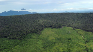 Mountain forests disappearing at alarming rate: study