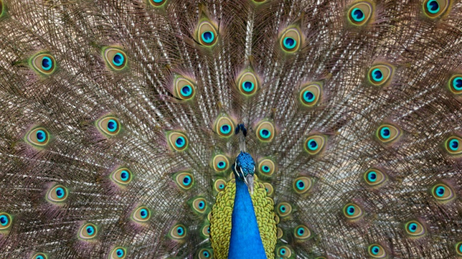 Pfau büxt in Baden-Württemberg aus und flüchtet auf Hausdach