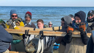 12-million-year-old whale fossil skull found in Maryland