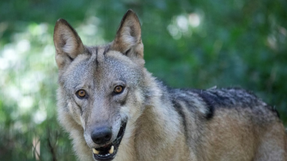 Face au retour du loup, l'Autriche dégaine le fusil