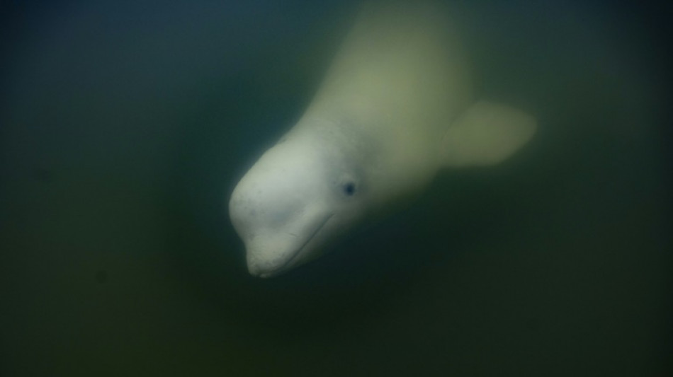 Canada's Hudson Bay a summer refuge for thousands of belugas