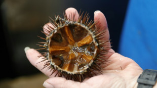 Manque d'oursins en Méditerranée: la pêche doit-elle faire une pause?