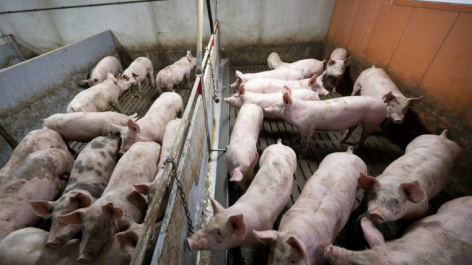 Rund 600 Schweine auf Bauernhof in Niedersachsen mutmaßlich verhungert