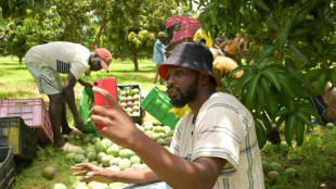 Au Sénégal, les réseaux sociaux, un terrain fertile pour les  "agro-influenceurs"