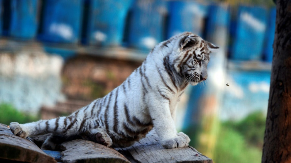 Eutanasian a una cachorra de tigre blanco con una enfermedad "incurable" en Grecia