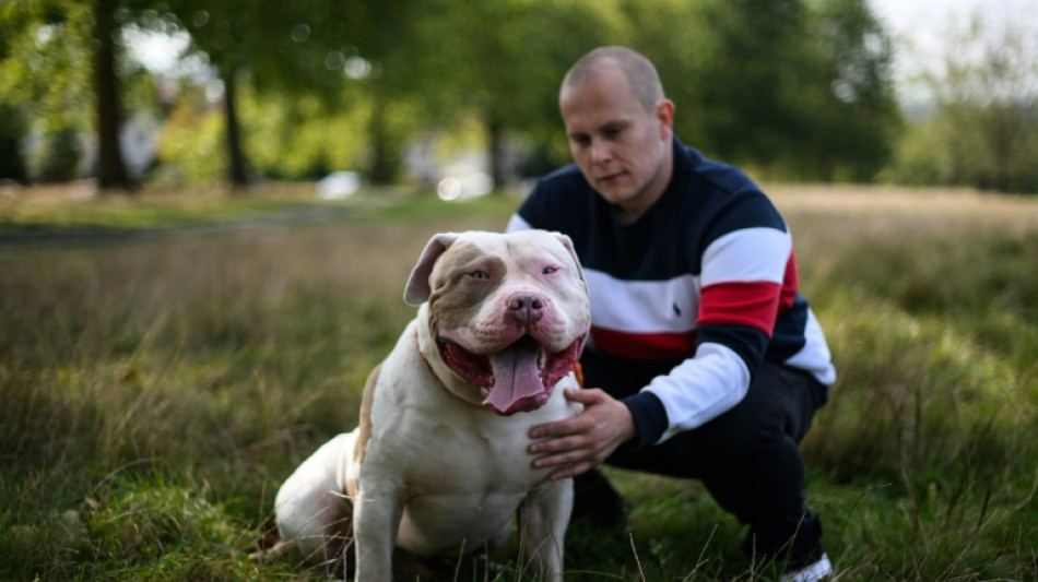 Emoción y rabia en Reino Unido por ataques mortales de perros 'American bully XL'