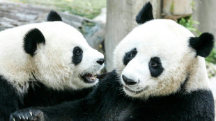 Una panda gigante cedida por China muere en Tailandia a los 21 años