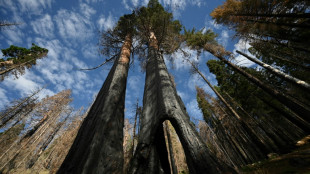 En Californie, les séquoias millénaires peuvent-ils encore survivre seuls?