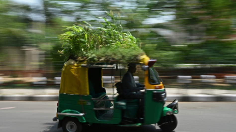 Delhi driver grows garden on autorickshaw roof to beat the heat