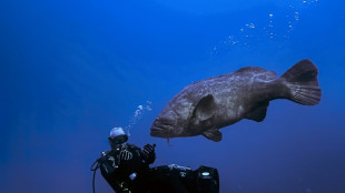 Huge groupers, the joy of Florida divers, are now 'vulnerable'