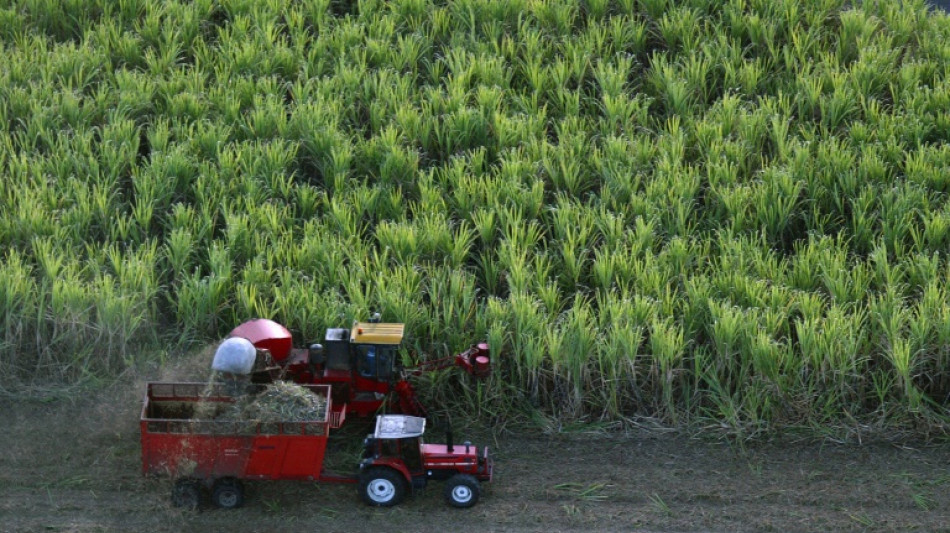 Guadeloupe: la filière de la canne à sucre, ultra subventionnée, croit en l'avenir