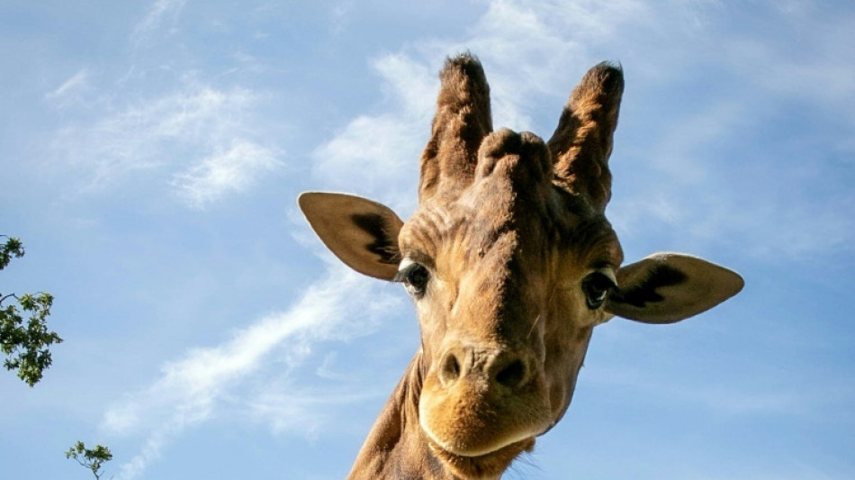 Dresdner Giraffenbulle verweigert Umzug nach Dänemark