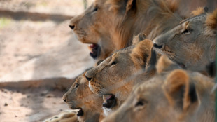 Siccità affligge popolazioni leoni del deserto in Namibia