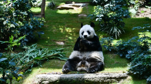 El panda macho más longevo en cautividad muere a los 35 años en Hong Kong