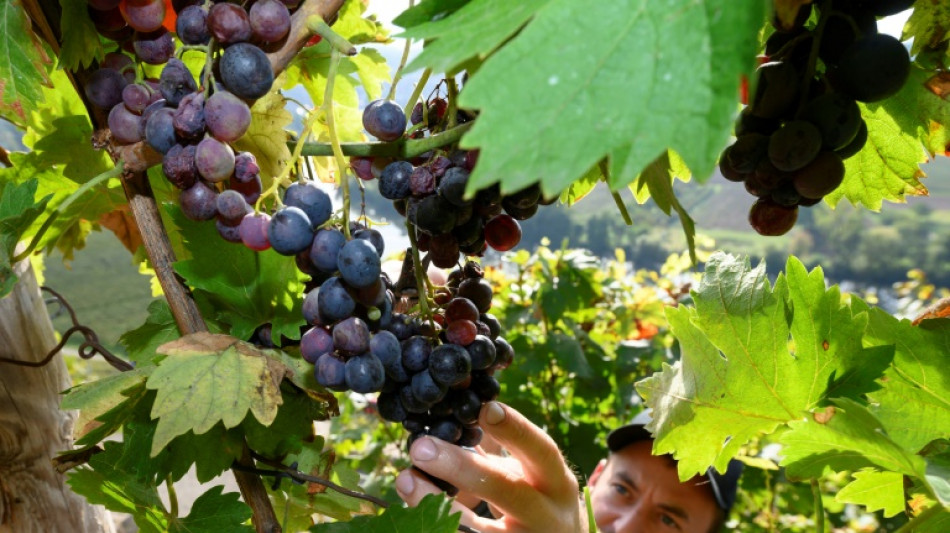 Weinlese mit Trauben für den Federweißen hat begonnen