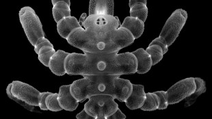 Sea spiders can regrow body parts, not just limbs: study