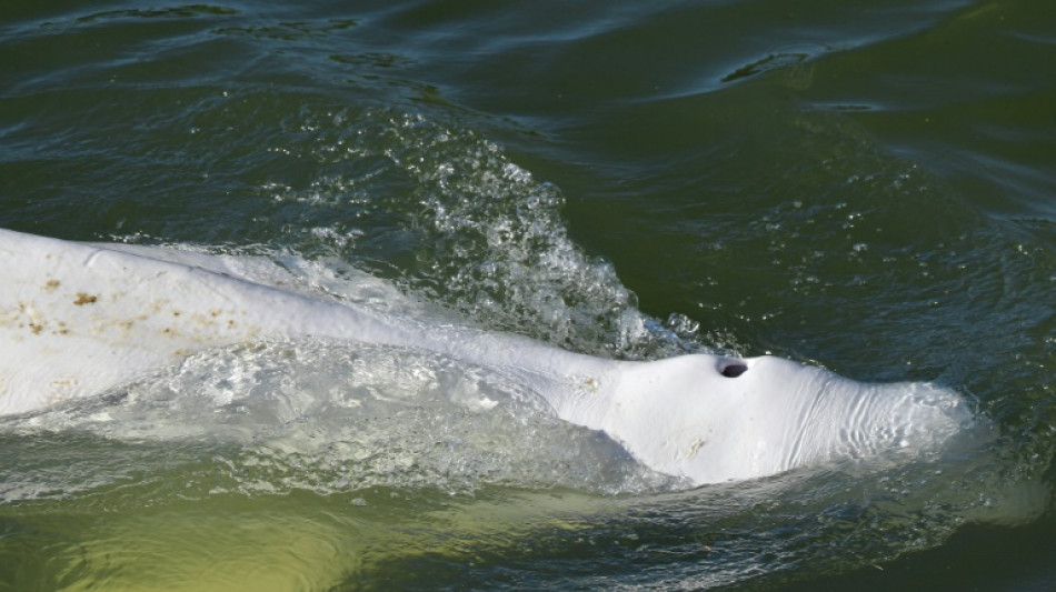 Francia prepara el "delicado" rescate de una beluga extraviada en el Sena