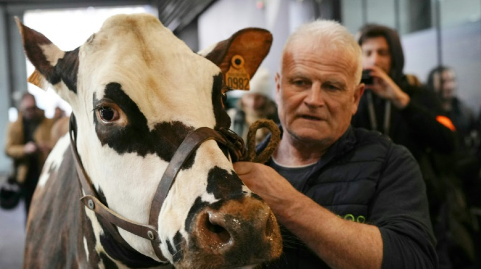 L'éleveur d'Oreillette, égérie du Salon de l'agriculture, veut "défendre la race normande"