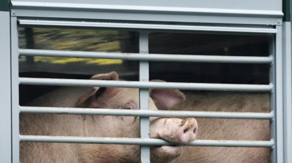 Bundeslandwirtschaftsministerium will Tiere besser schützen