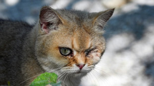 Ativistas lutam para evitar comércio ilegal de carne de gatos na China