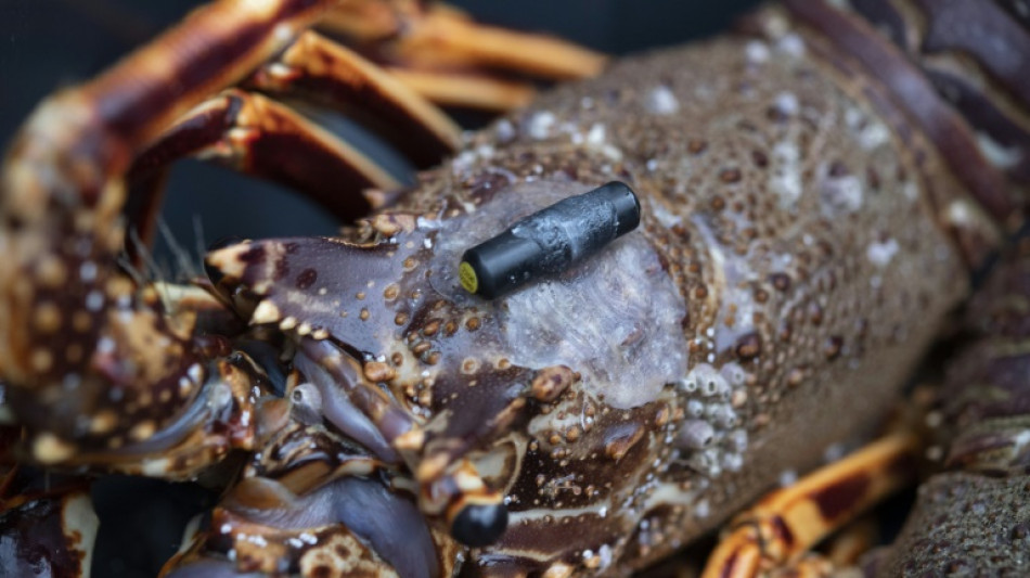 Dans la Manche, des poissons suivis à la trace... acoustique