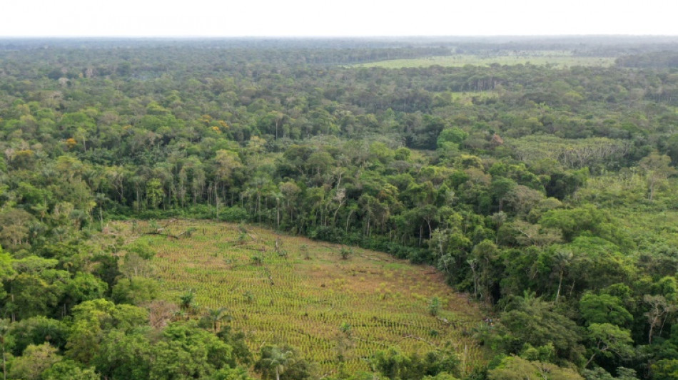 La selva amazónica, "rehén" de guerrilleros para negociar en Colombia