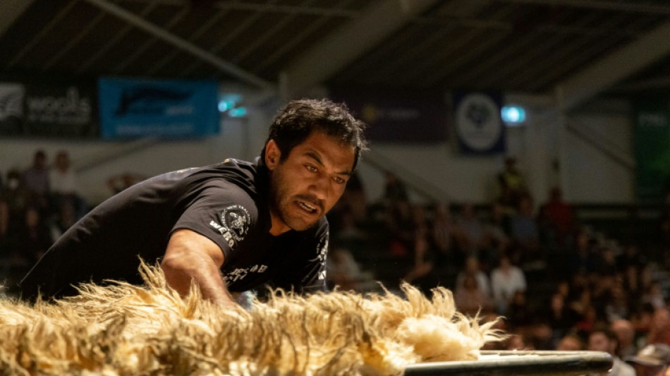 En Nouvelle-Zélande, la tonte de moutons est un sport de compétition