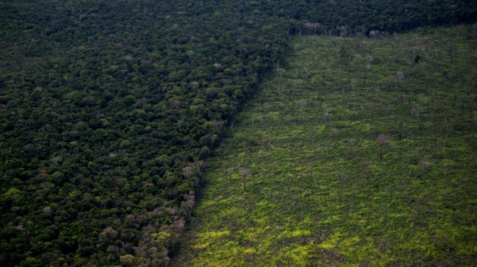 Déforestation : les eurodéputés durcissent le texte pour verdir les importations de l'UE