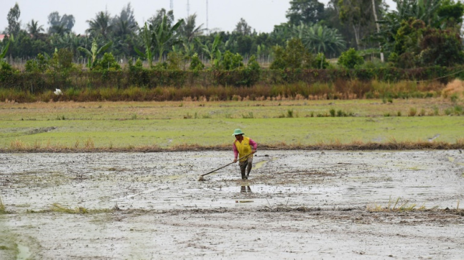 Vietnam: la montée des eaux salées pourrait engendrer près de 3 milliards de dollars de pertes de récoltes par an