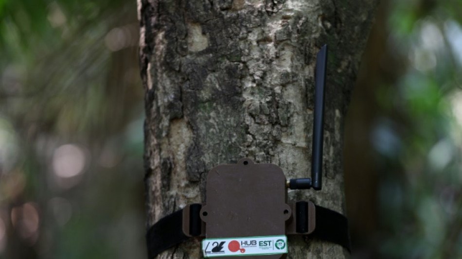 Curupira 'high tech', um guardião equipado com IA em defesa da Amazônia