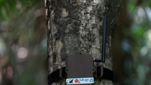 Curupira 'high tech', um guardião equipado com IA em defesa da Amazônia