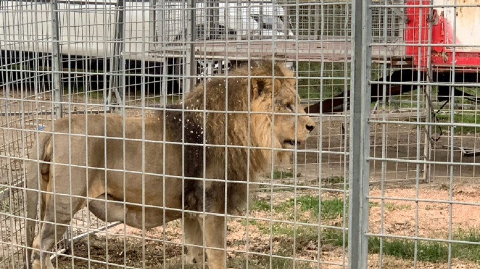 Italian circus says escaped lion posed no risk