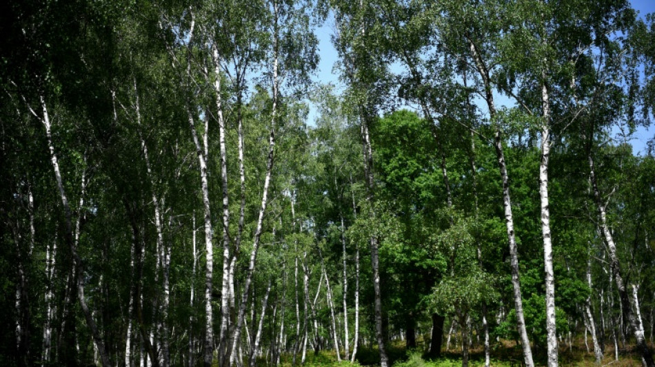 Les forêts, un investissement en vogue au défi des incendies