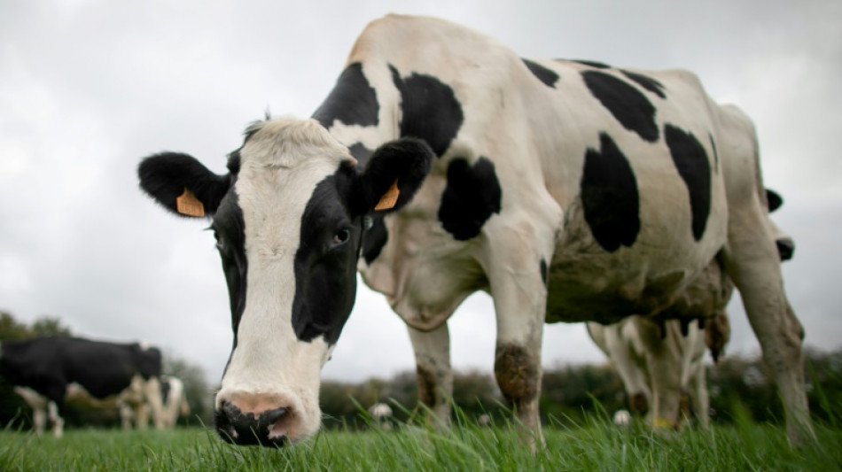 Dans les laiteries, réutiliser l'"eau de vache" pour moins pomper dans le réseau