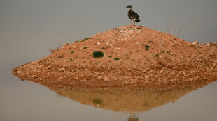 En Chine, un projet de barrage controversé menace le refuge d'oiseaux migrateurs