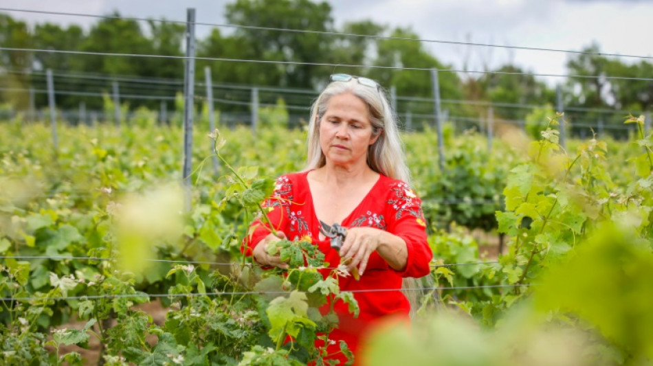 Avec le changement climatique, l'Irlande cherche sa place sur la planète vinicole