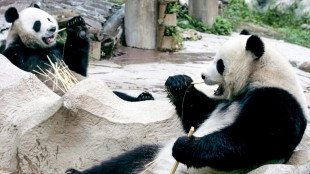 La Thaïlande pleure Lin Hui, sa chère panda morte à 21 ans