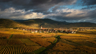 Alsace: en rouge et or, la Route des vins fête ses 70 ans