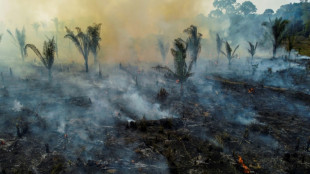 La deforestación en la Amazonía aumenta y reduce las lluvias, según un estudio