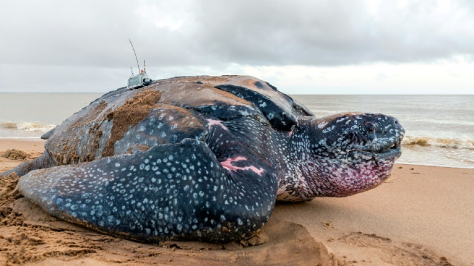 En Guyane, les tortues marines en danger malgré des pontes en hausse